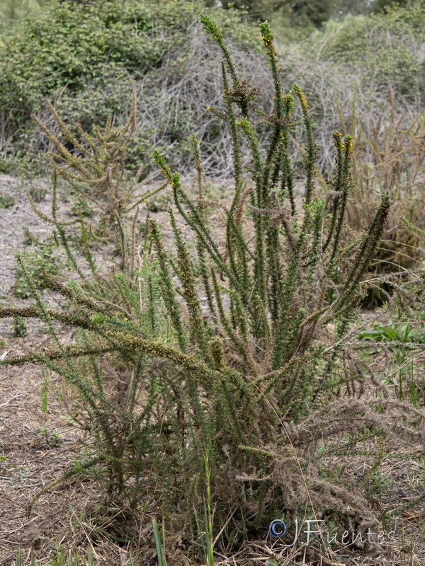 Ulex minor.09