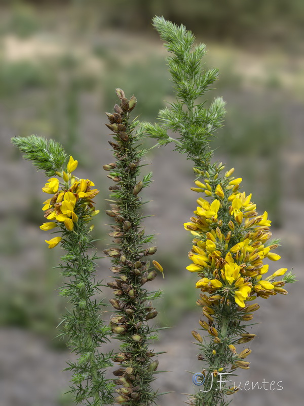 Ulex minor.10