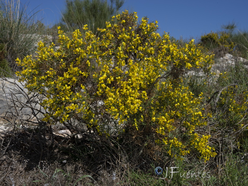 Ulex parviflorus parviflorus.01