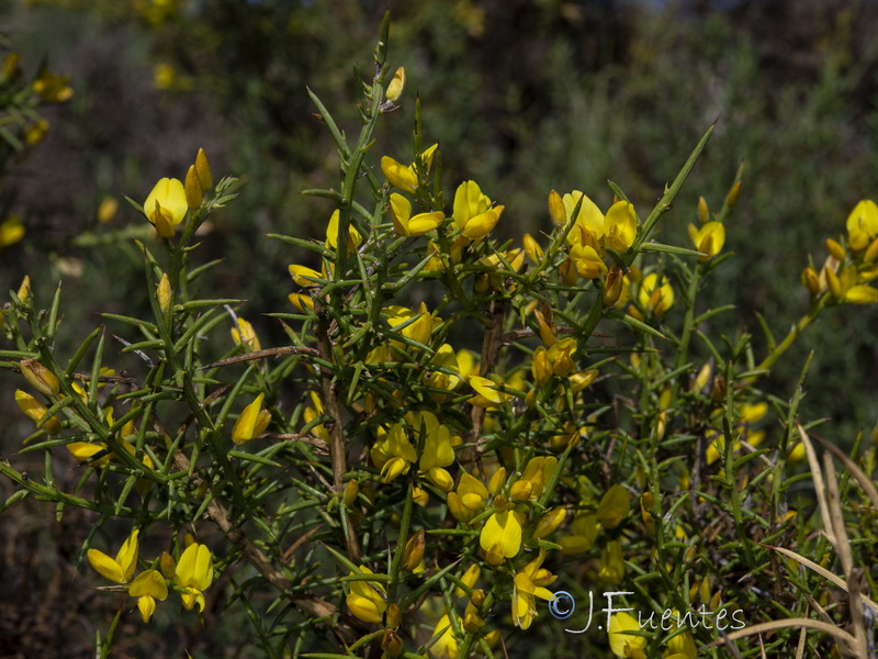 Ulex parviflorus parviflorus.02