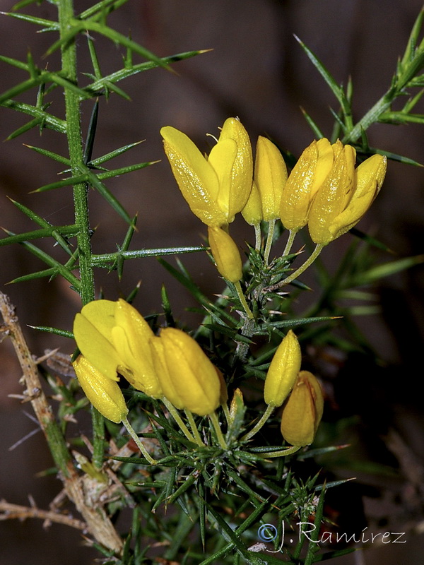 Ulex parviflorus parviflorus.06