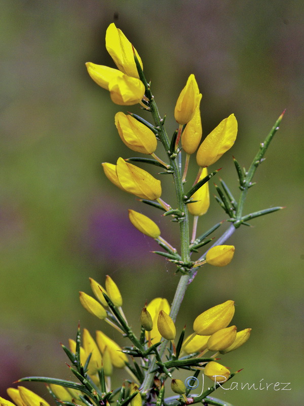 Ulex parviflorus parviflorus.07