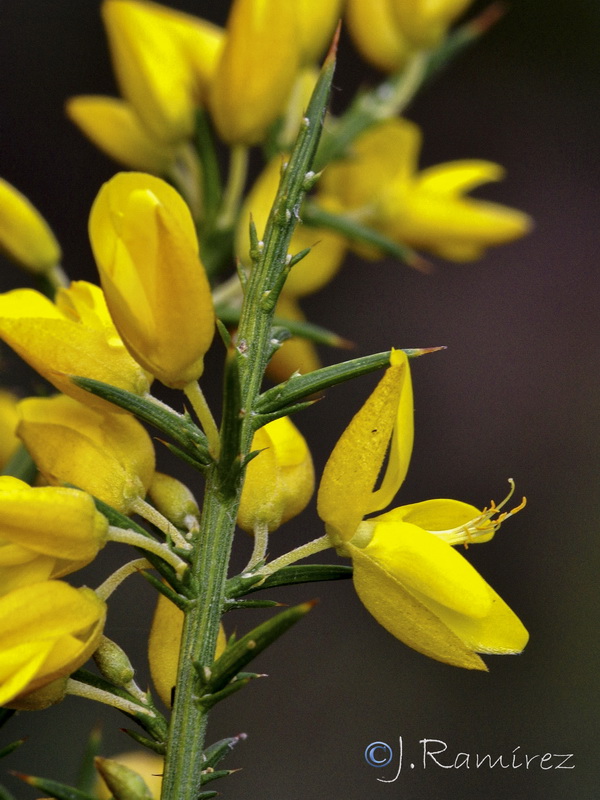 Ulex parviflorus parviflorus.09