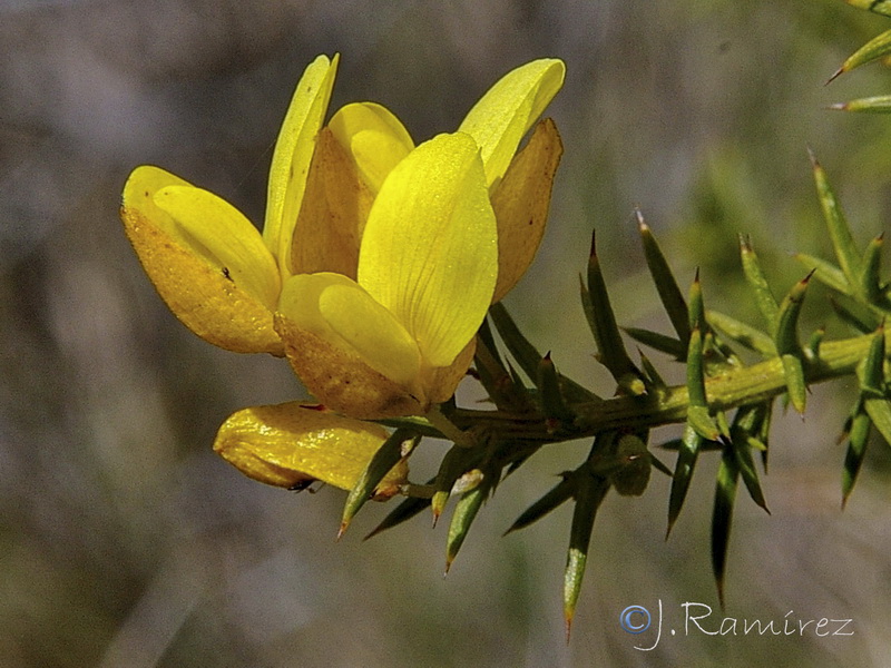 Ulex parviflorus parviflorus.10