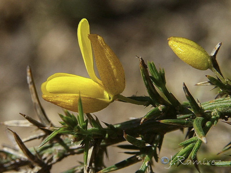 Ulex parviflorus parviflorus.11