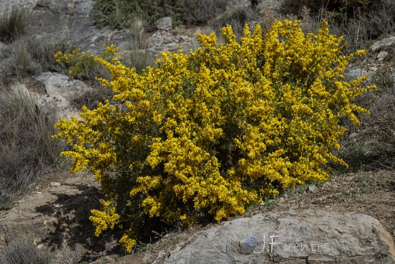 Ulex parviflorus parviflorus.01