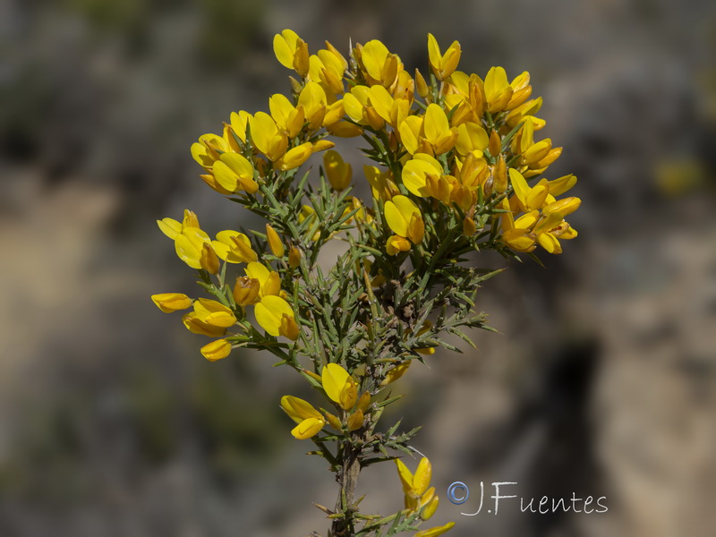 Ulex parviflorus parviflorus.15