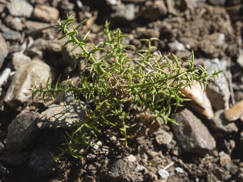 Ulex parviflorus parviflorus.16