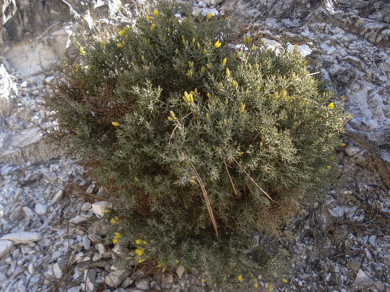 Ulex parviflorus rivasgodayanus.01