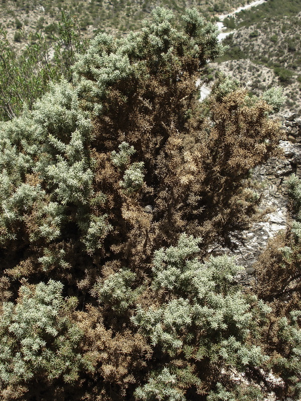Ulex parviflorus rivasgodayanus.02