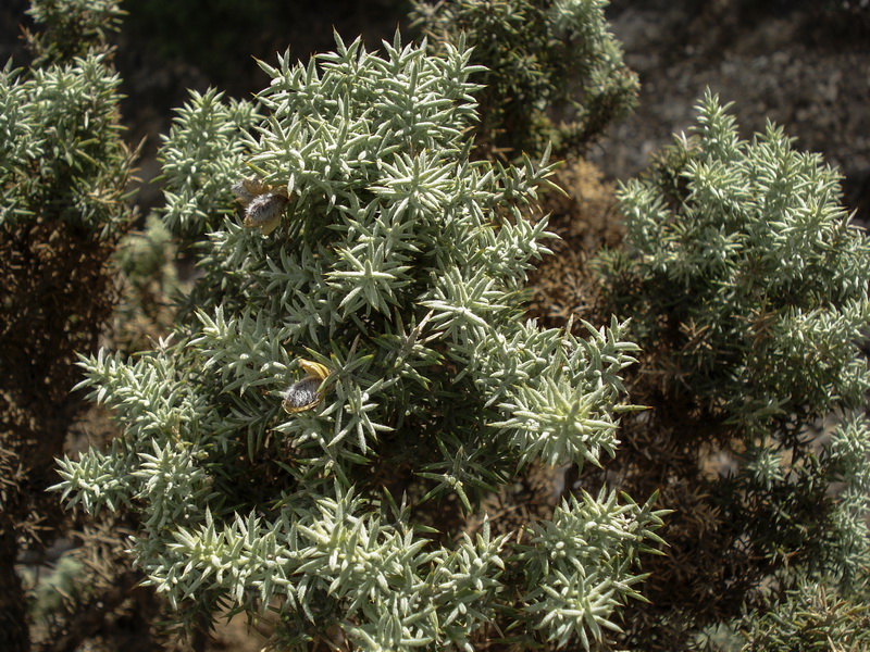 Ulex parviflorus rivasgodayanus.03