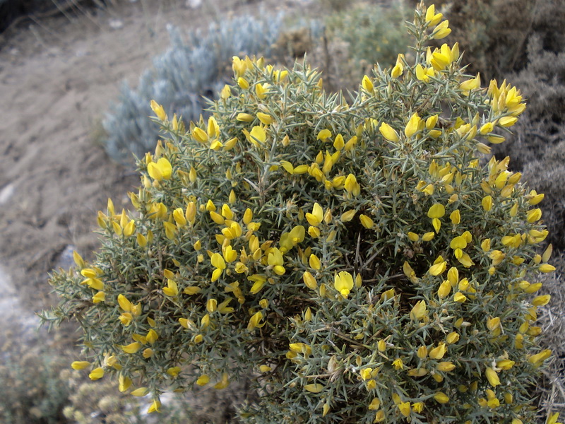 Ulex parviflorus rivasgodayanus.04