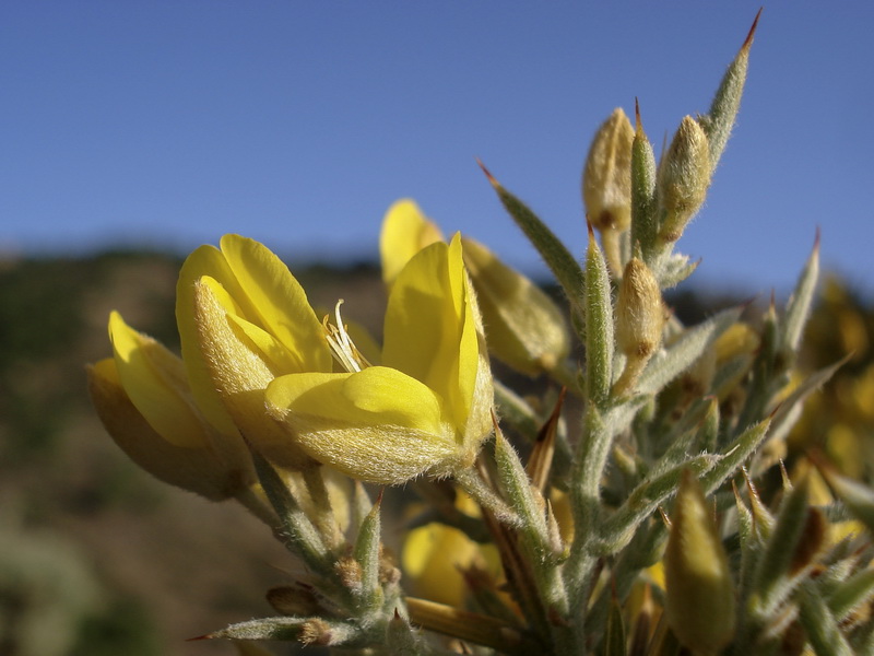 Ulex parviflorus rivasgodayanus.05