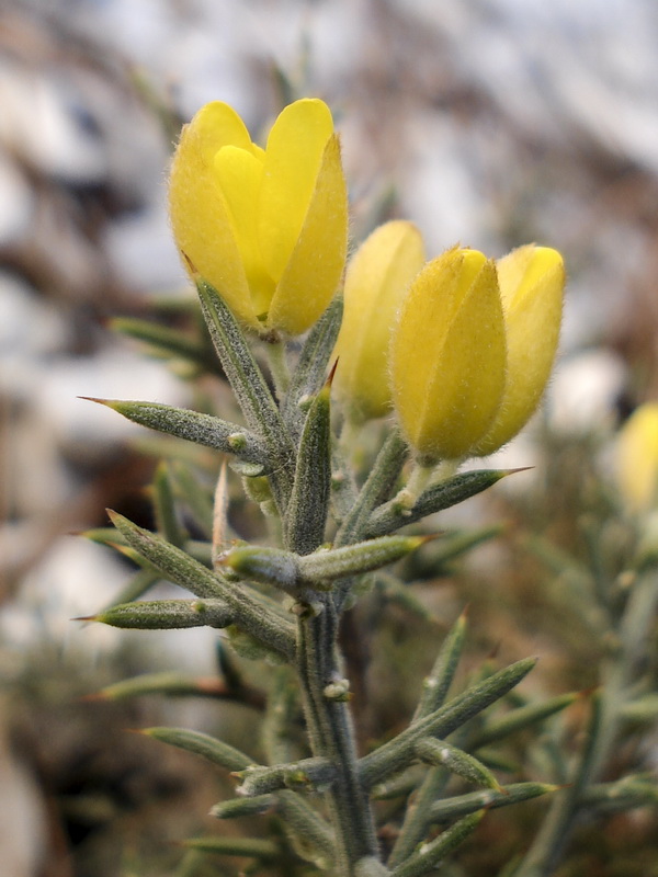 Ulex parviflorus rivasgodayanus.06