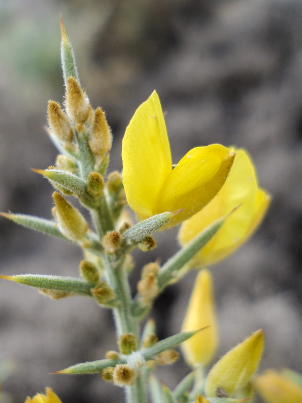 Ulex parviflorus rivasgodayanus.07