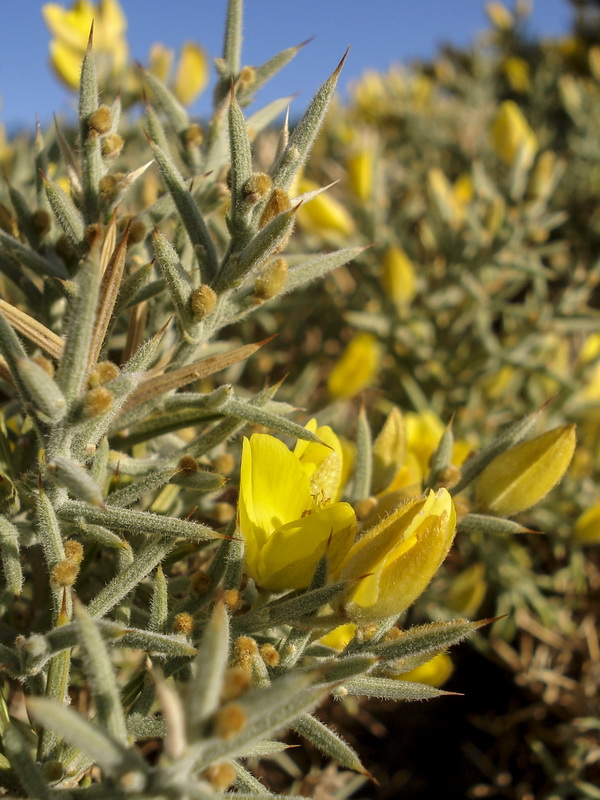 Ulex parviflorus rivasgodayanus.08