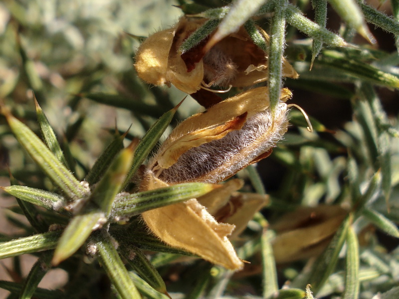 Ulex parviflorus rivasgodayanus.09