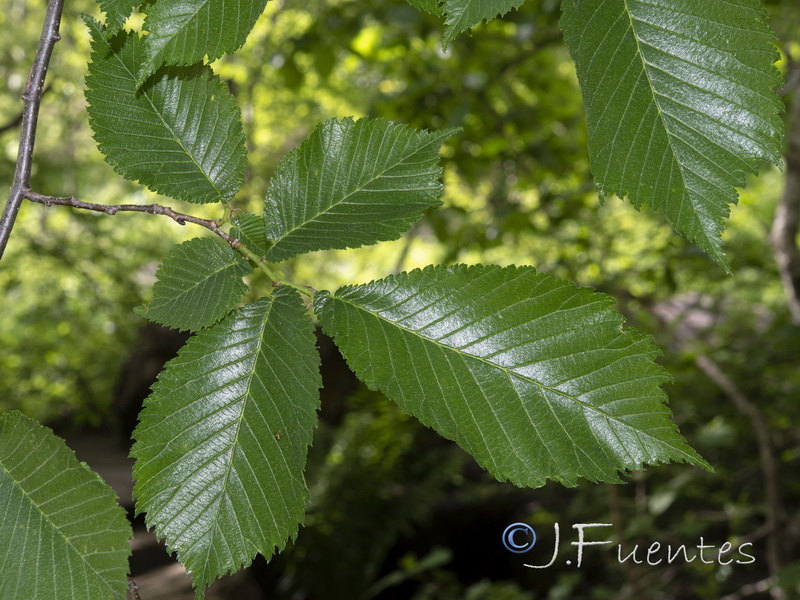 Ulmus glabra.05