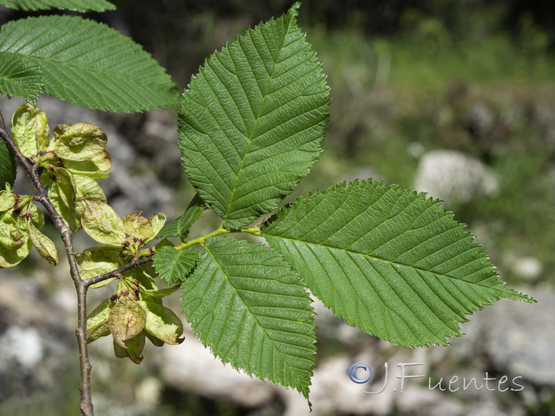 Ulmus glabra.08