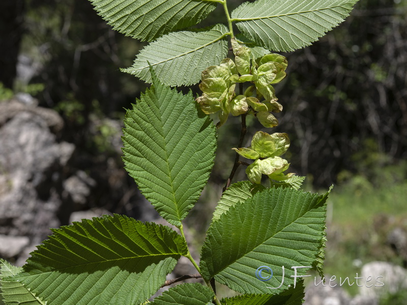 Ulmus glabra.10