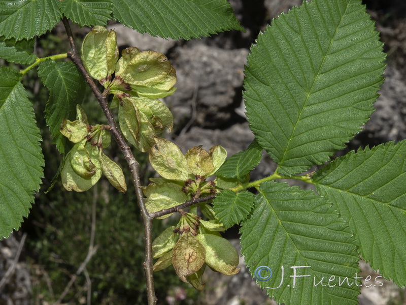 Ulmus glabra.11