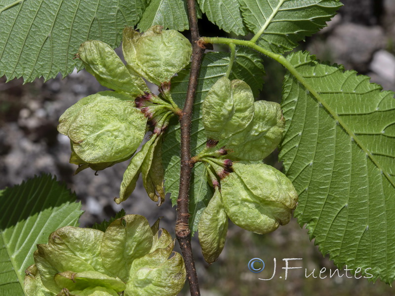 Ulmus glabra.12