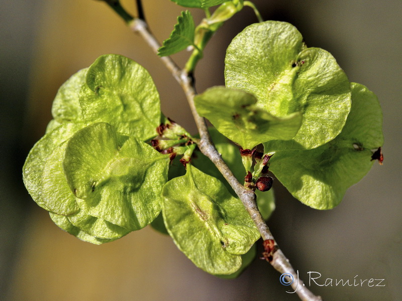 Ulmus glabra.14