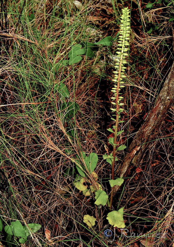 Umbilicus gaditanus.01