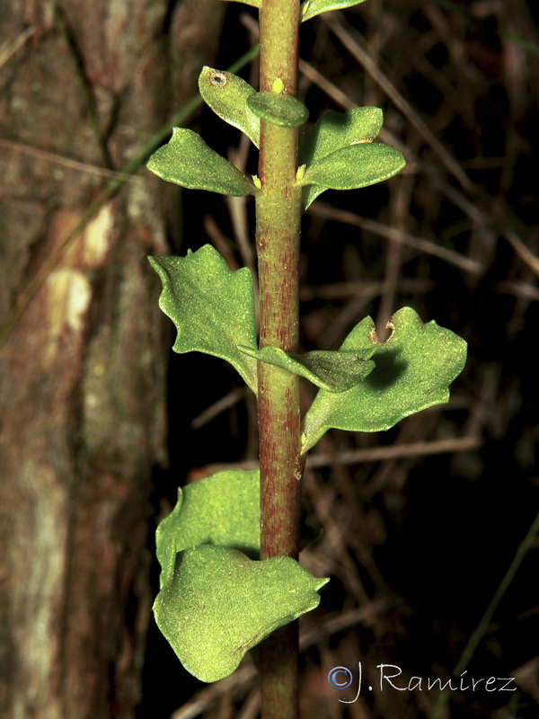 Umbilicus gaditanus.04