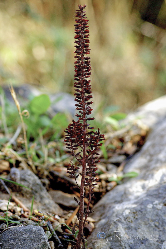 Umbilicus gaditanus.06