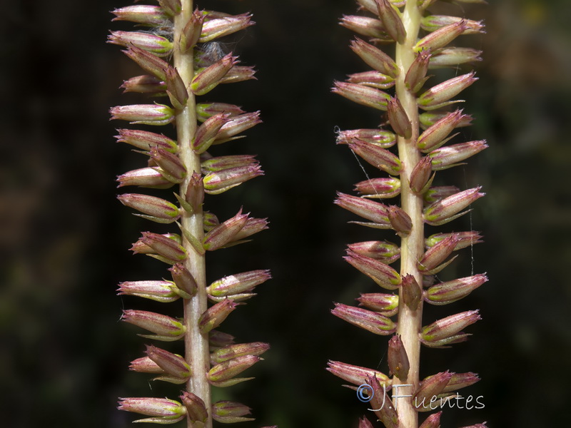 Umbilicus gaditanus.11