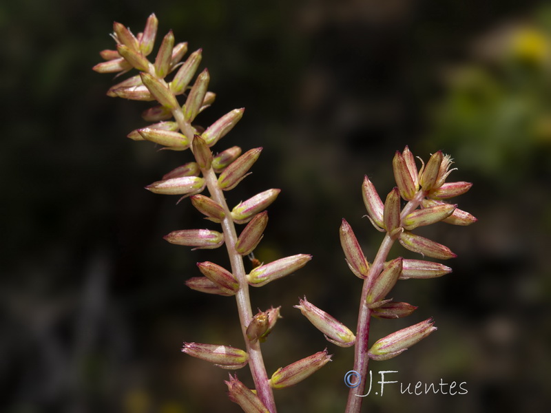 Umbilicus gaditanus.06