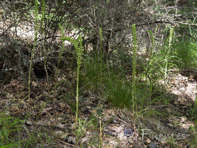 Umbilicus heylandianus.01