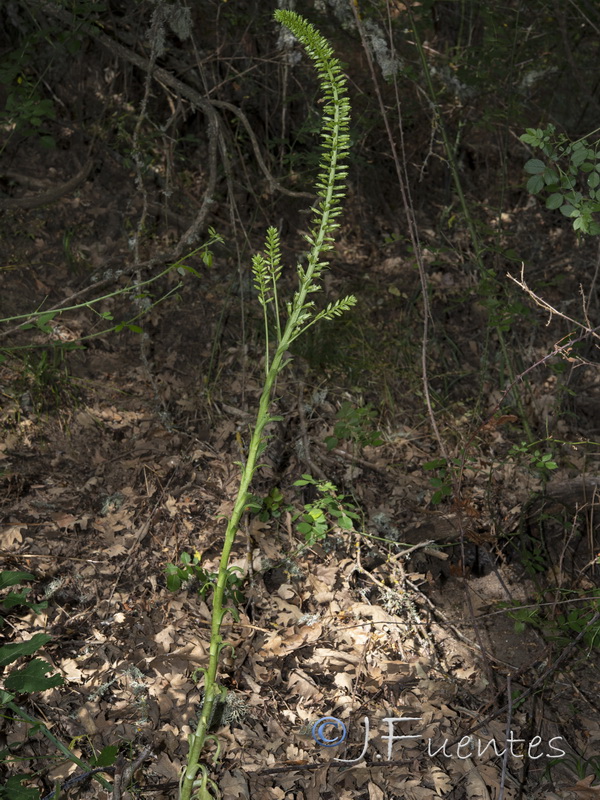 Umbilicus heylandianus.04