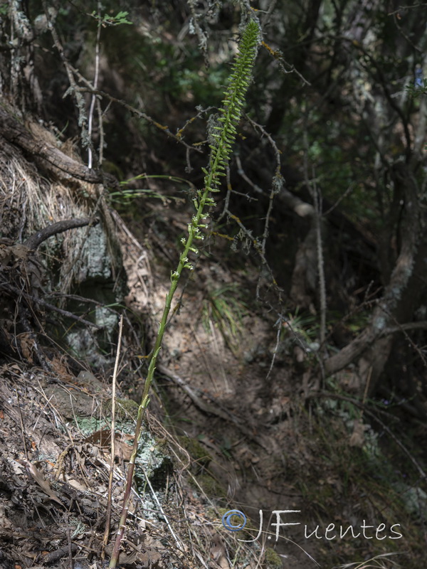 Umbilicus heylandianus.05