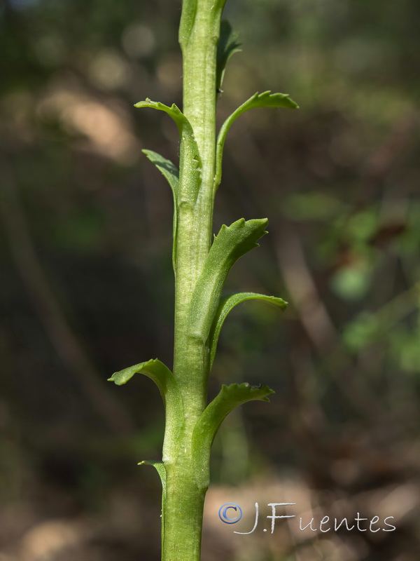 Umbilicus heylandianus.07