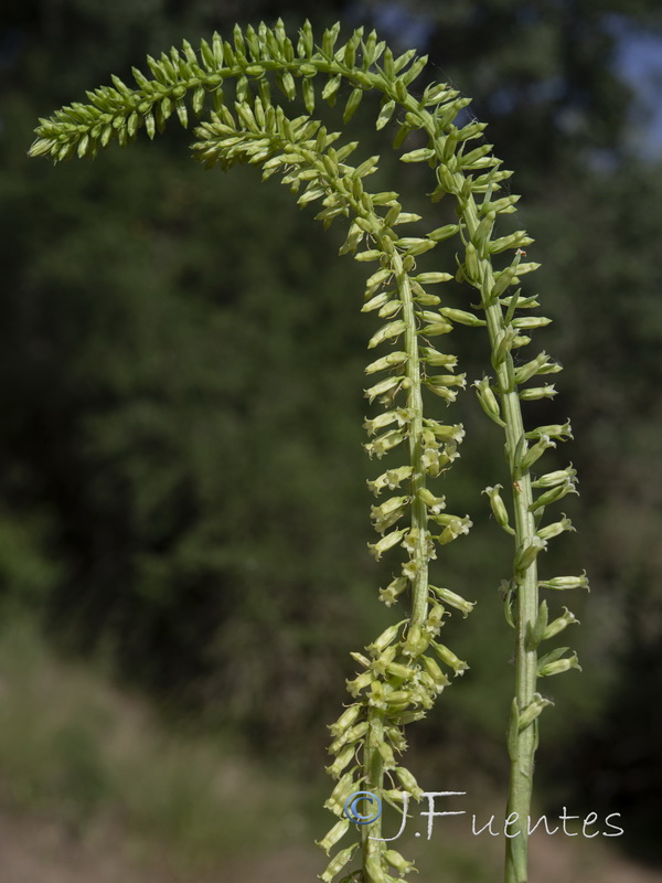 Umbilicus heylandianus.08