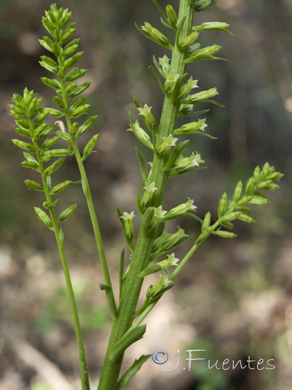 Umbilicus heylandianus.10