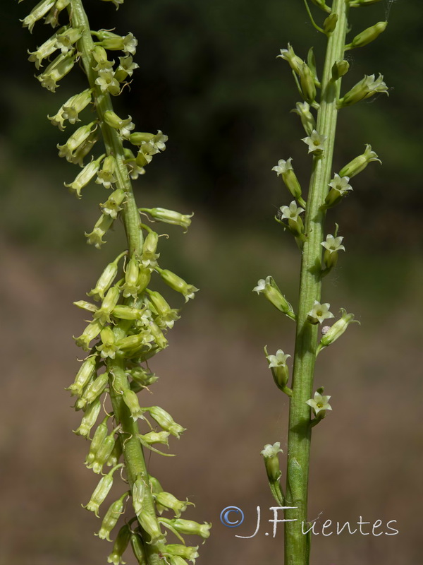 Umbilicus heylandianus.12