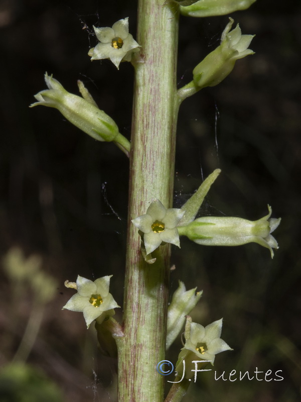 Umbilicus heylandianus.14
