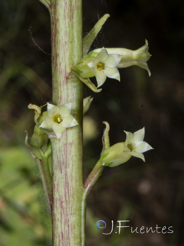 Umbilicus heylandianus.15