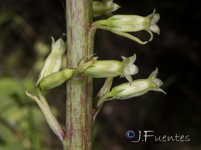 Umbilicus heylandianus.16