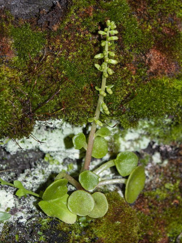 Umbillicus rupestris.01