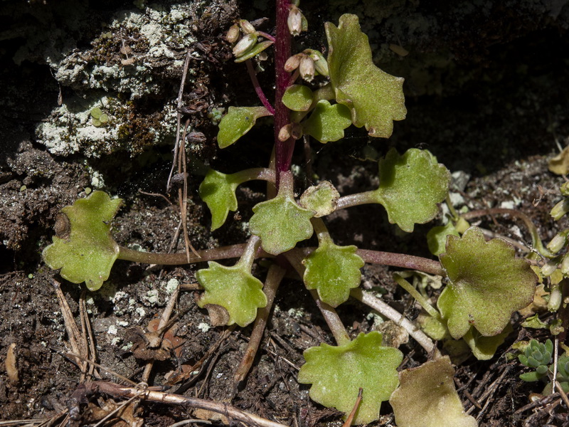 Umbillicus rupestris.03