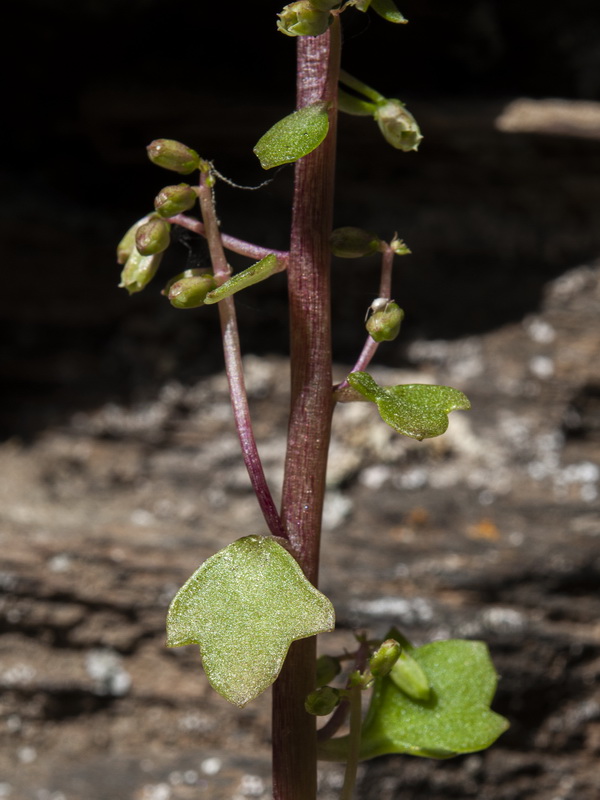 Umbillicus rupestris.04