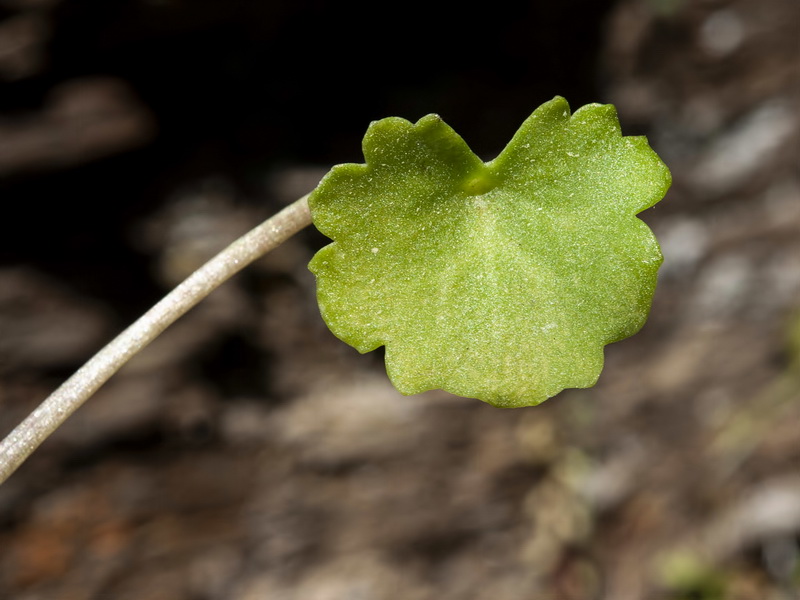 Umbillicus rupestris.05
