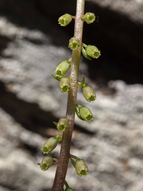 Umbillicus rupestris.06
