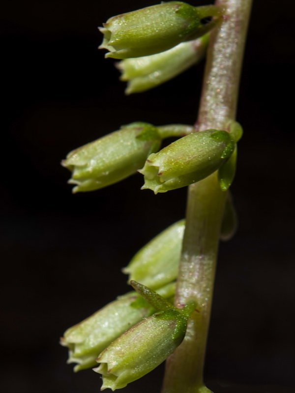 Umbillicus rupestris.08