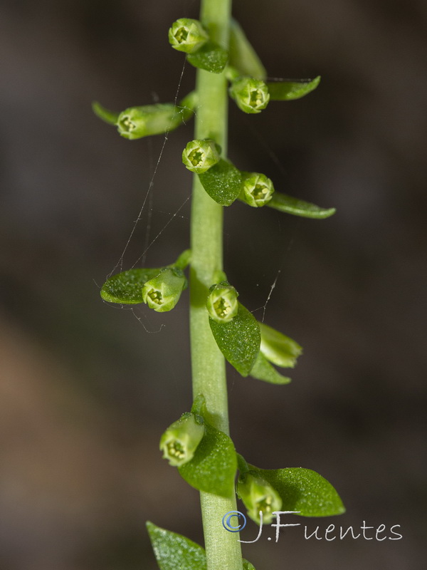 Umbillicus rupestris.12