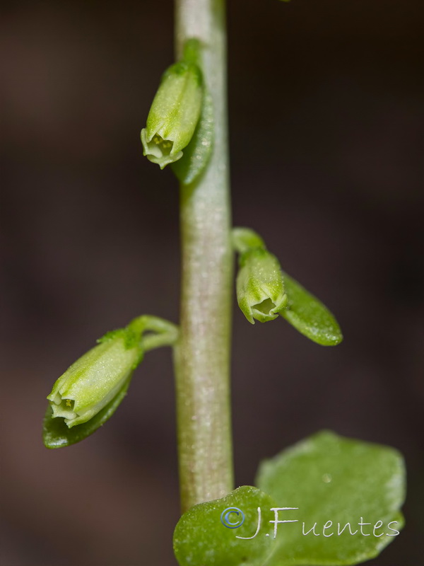 Umbillicus rupestris.13